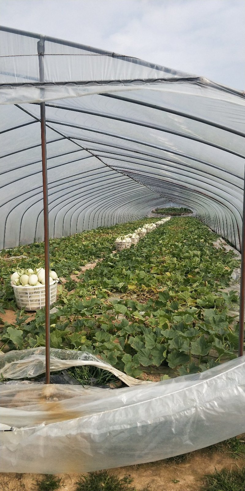 福建玉菇甜瓜大批量上市啦！欢迎客户前来考察采购