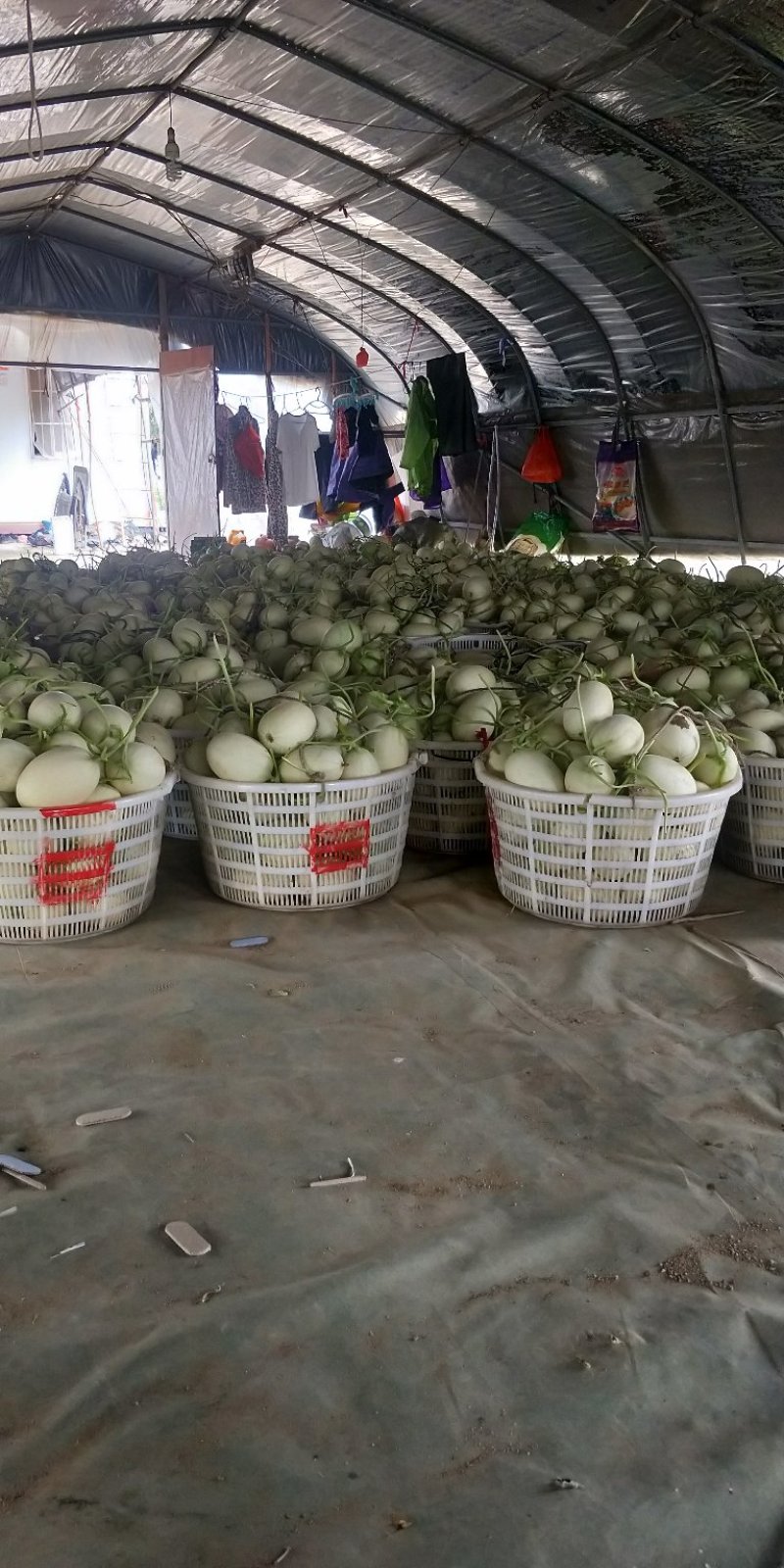 福建玉菇甜瓜大批量上市啦！欢迎客户前来考察采购