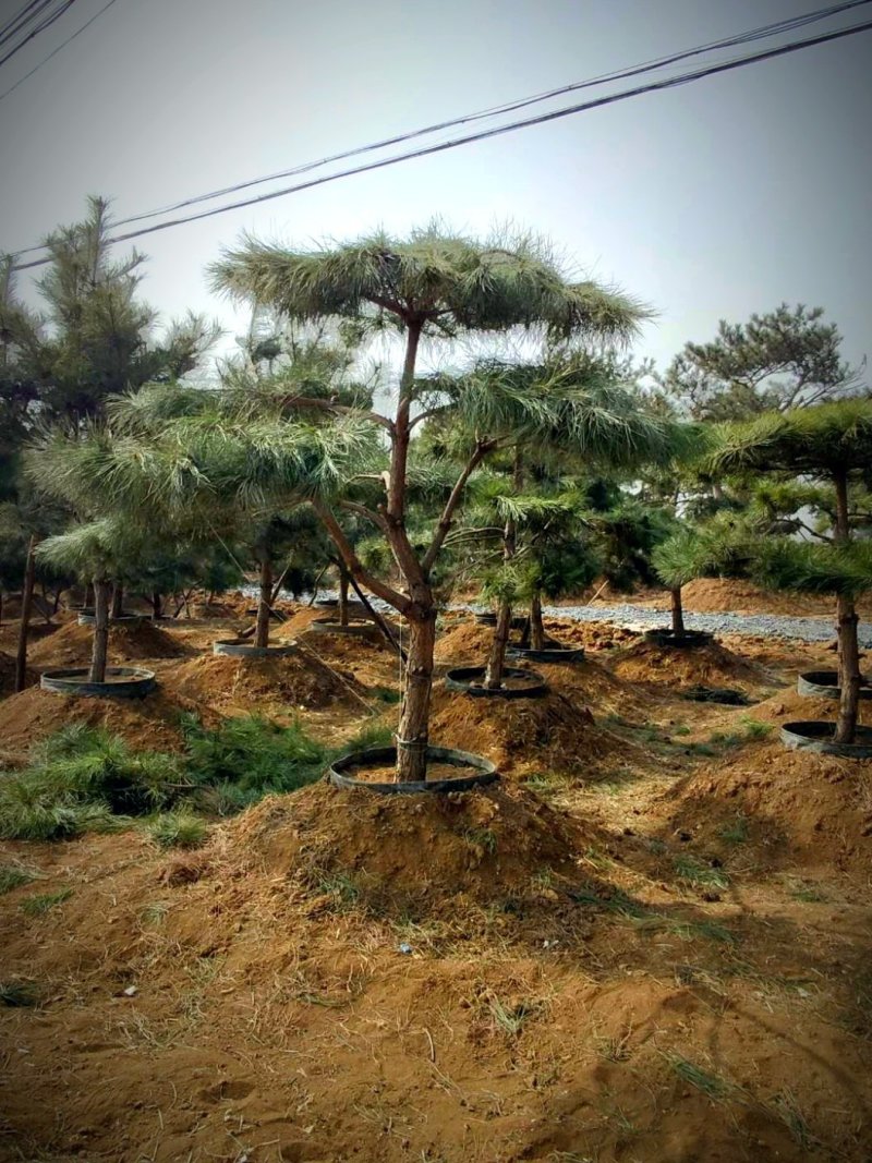 造型油松，全国最大的造型松基地