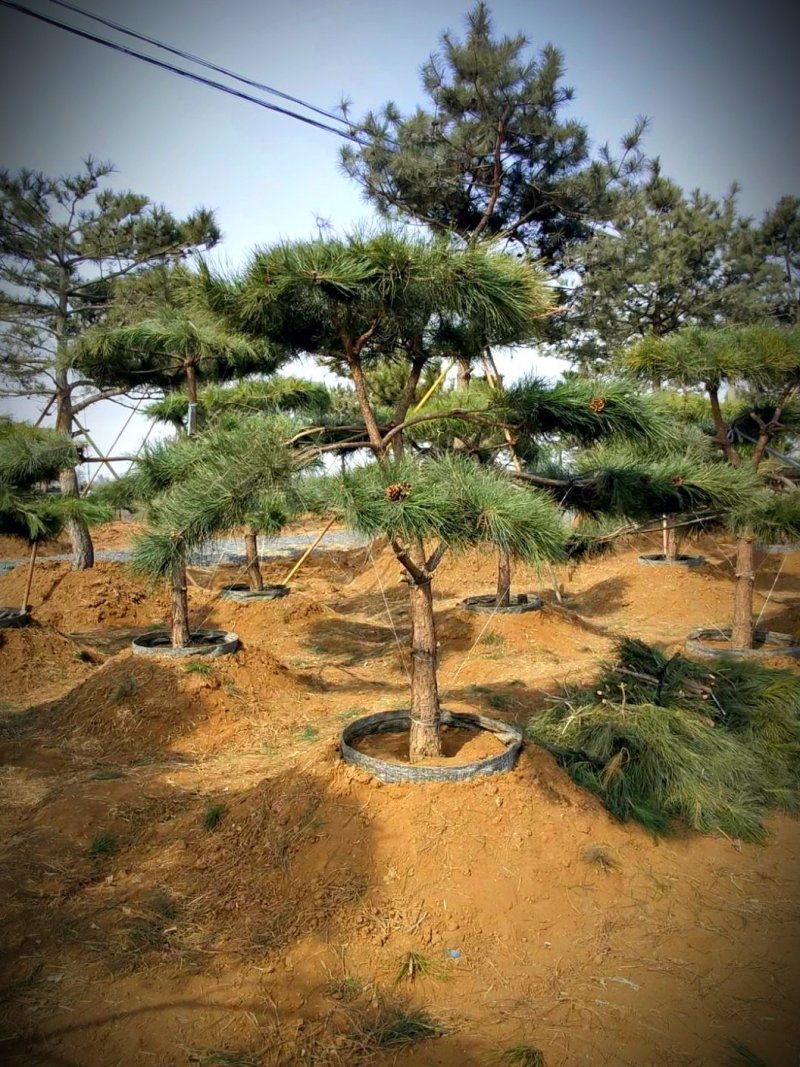 造型油松，全国最大的造型松基地