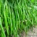 粒尔田欣研一品（加长型）线椒种子1000粒/袋蔬菜种子