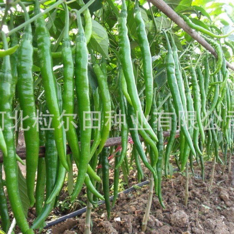 粒尔田欣研一品（加长型）线椒种子1000粒/袋蔬菜种子