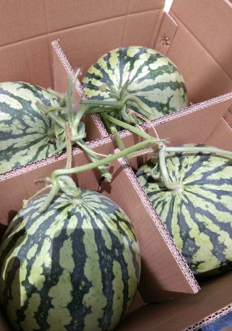 (精品)美都高糖度口感酥一手货源整车大量供货