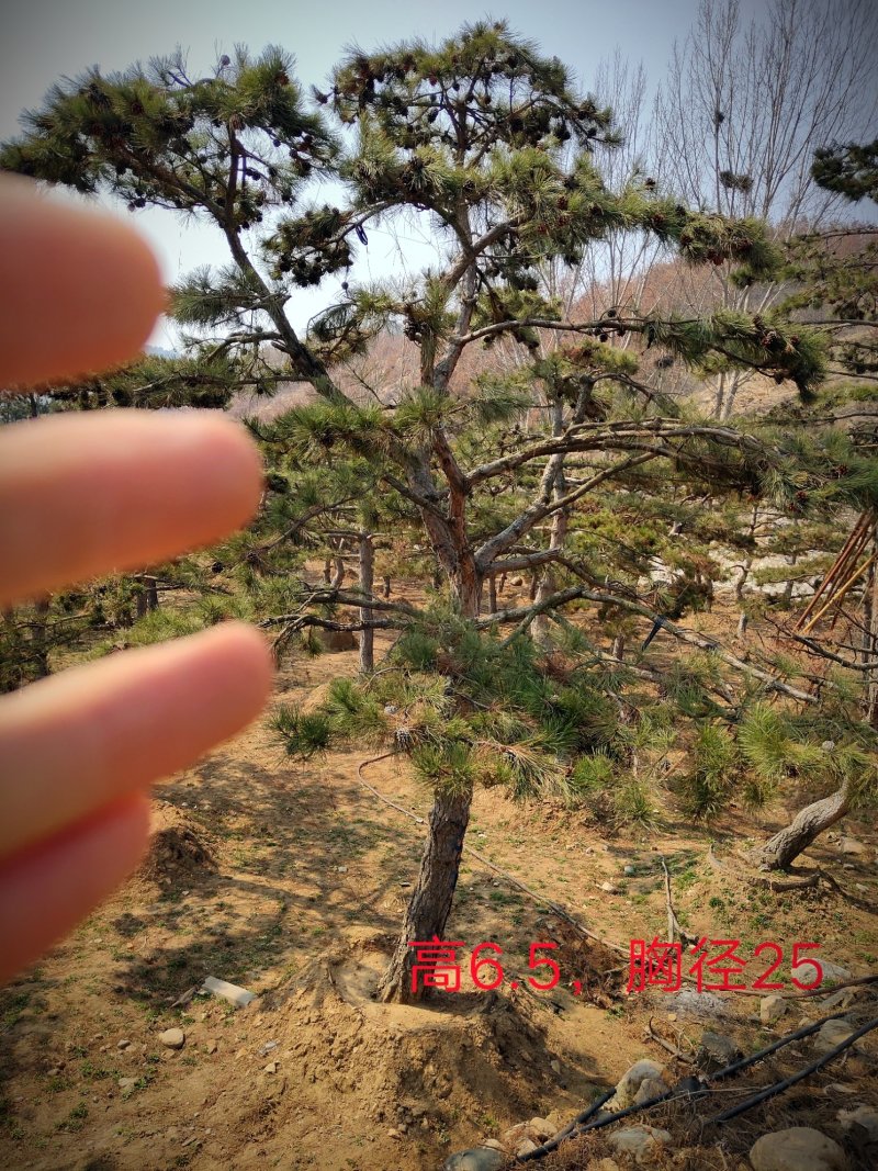 造型松