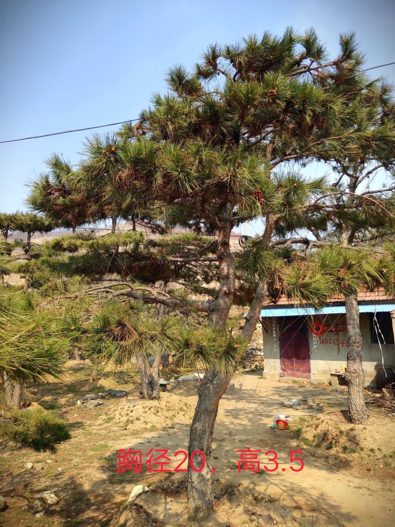 造型松