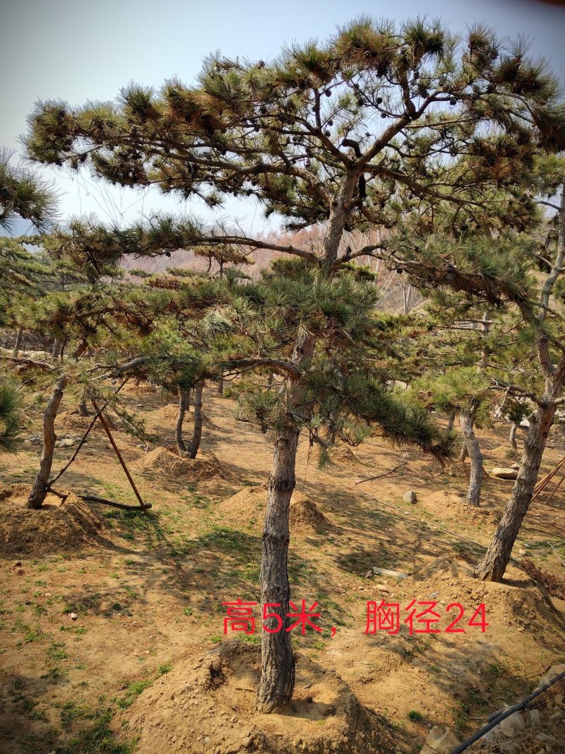 造型松