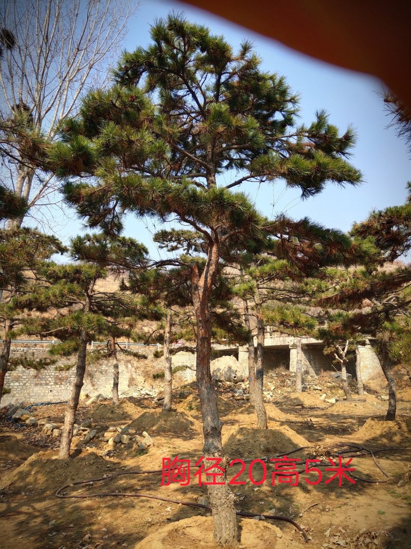 造型松