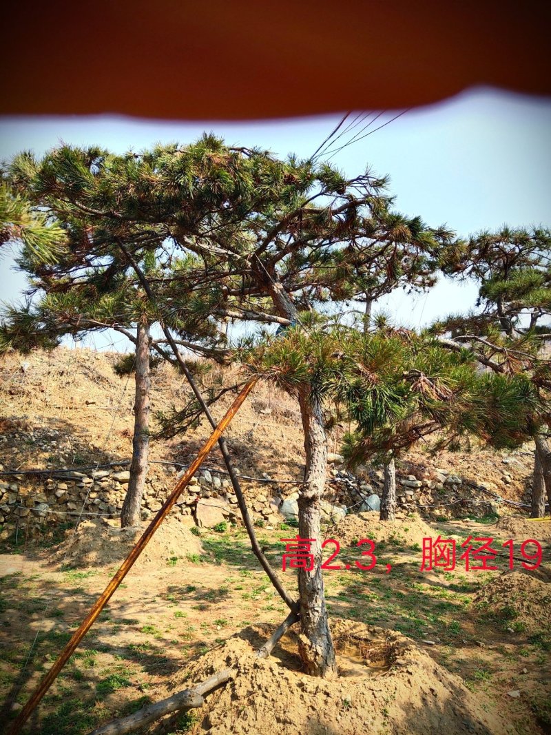 造型松