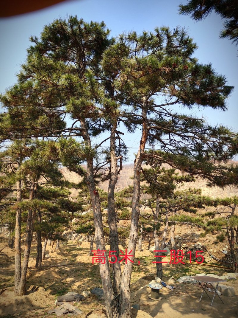 造型松
