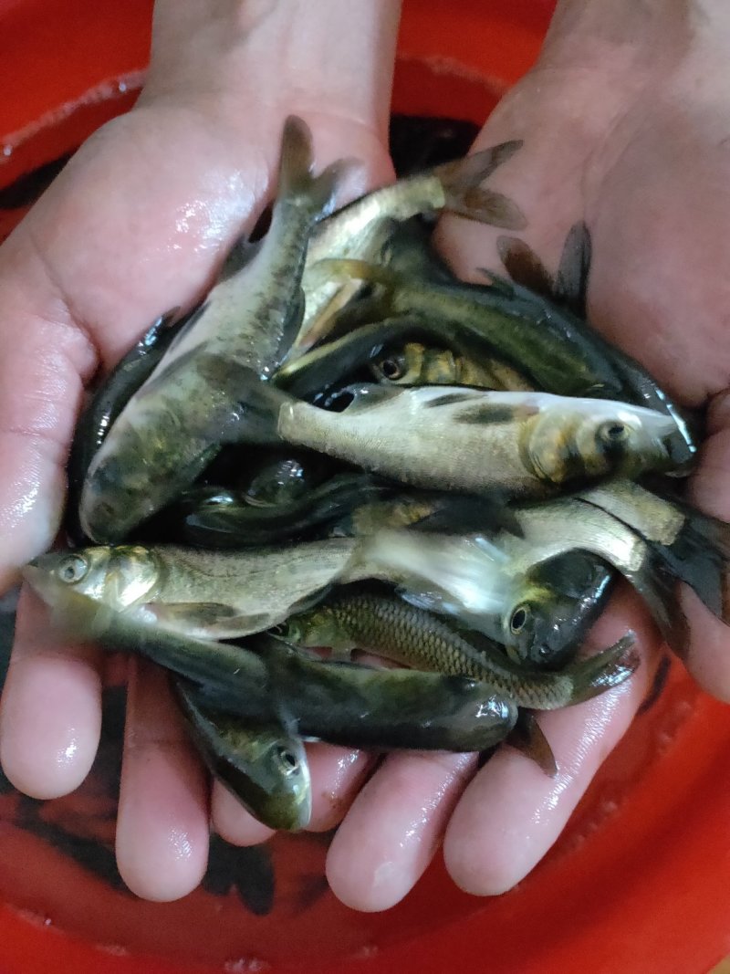 草鱼苗，各种鱼苗，鱼苗体格好，生长快，成活率高，容易养殖