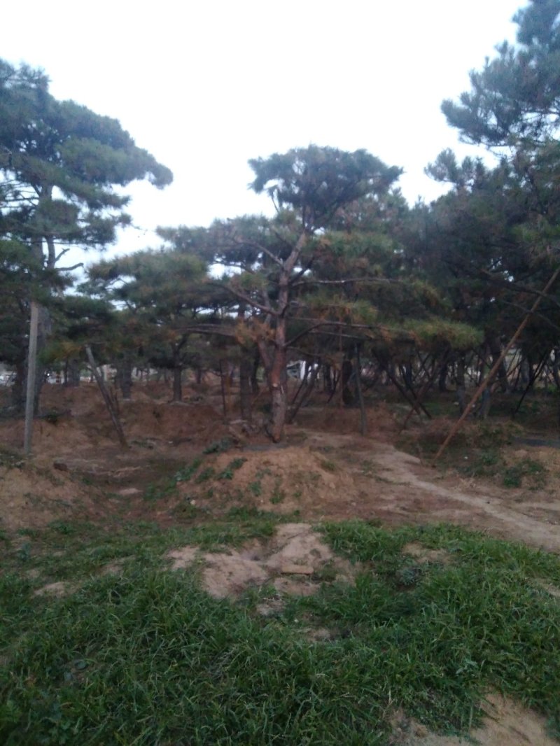 造型景松，油松