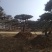 造型景松，油松