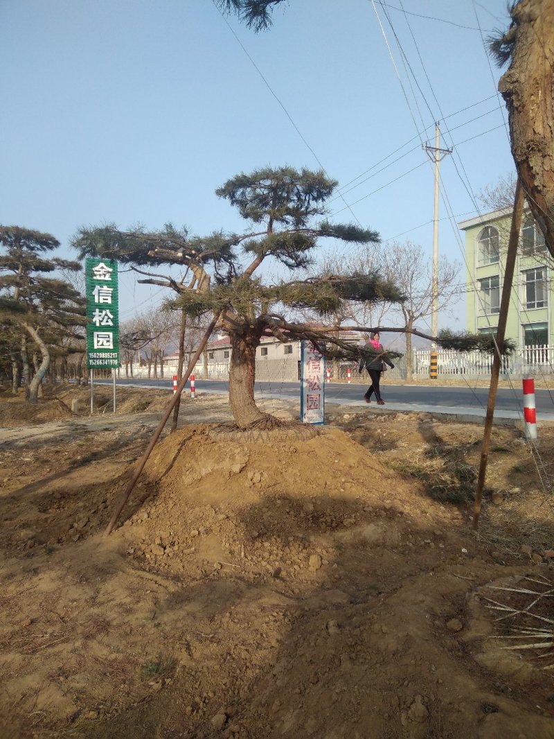 造型景松，油松