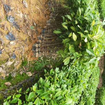 火力楠