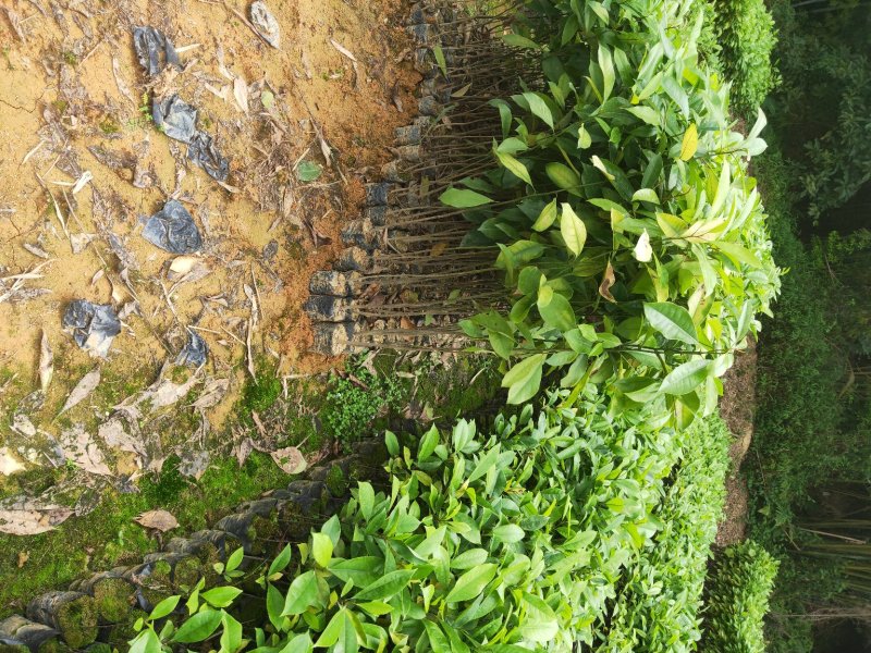 火力楠
