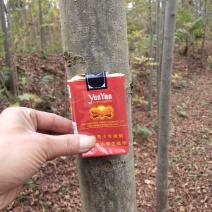 栾树大量出售