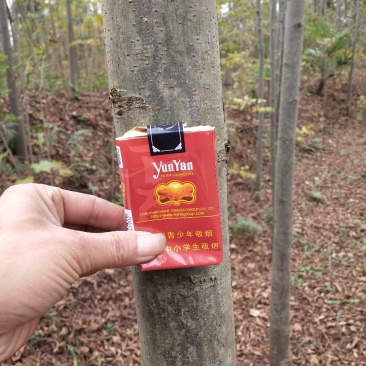 栾树大量出售