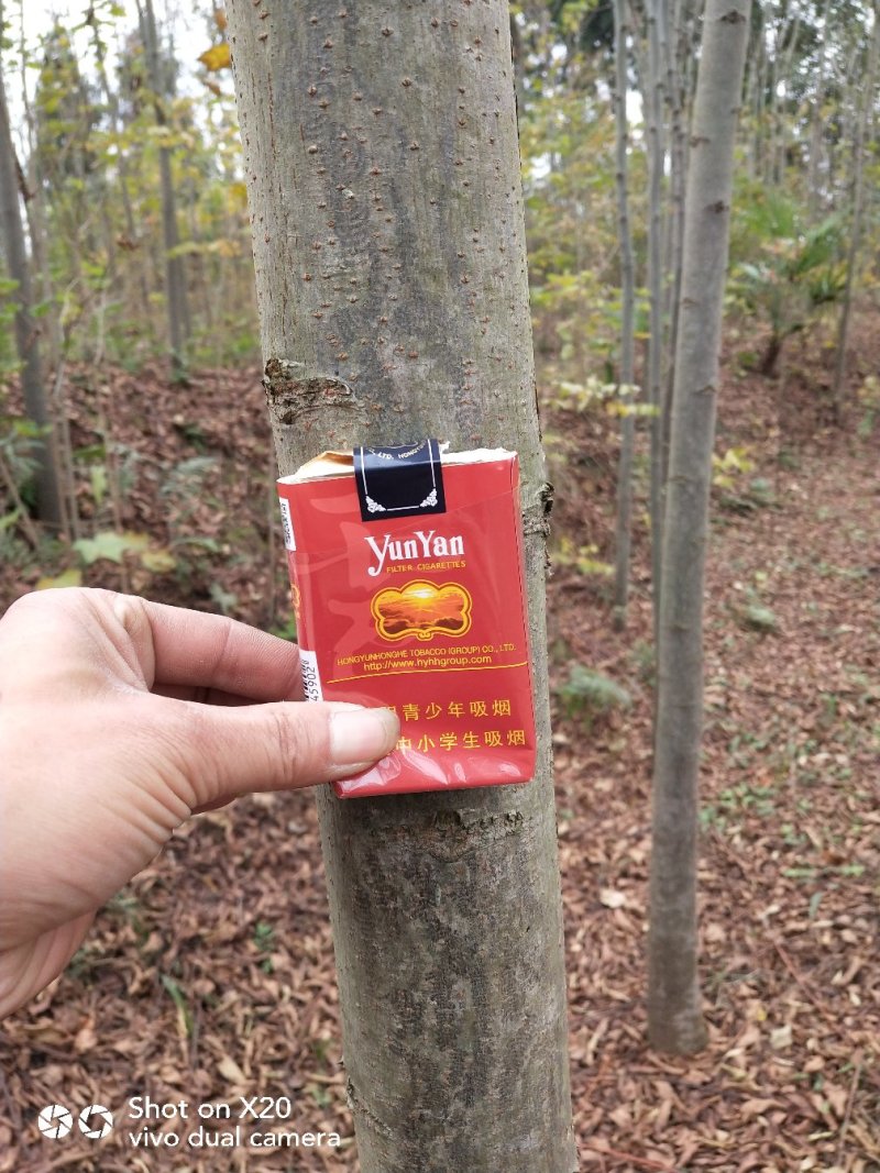 栾树大量出售