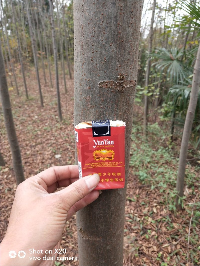 栾树大量出售