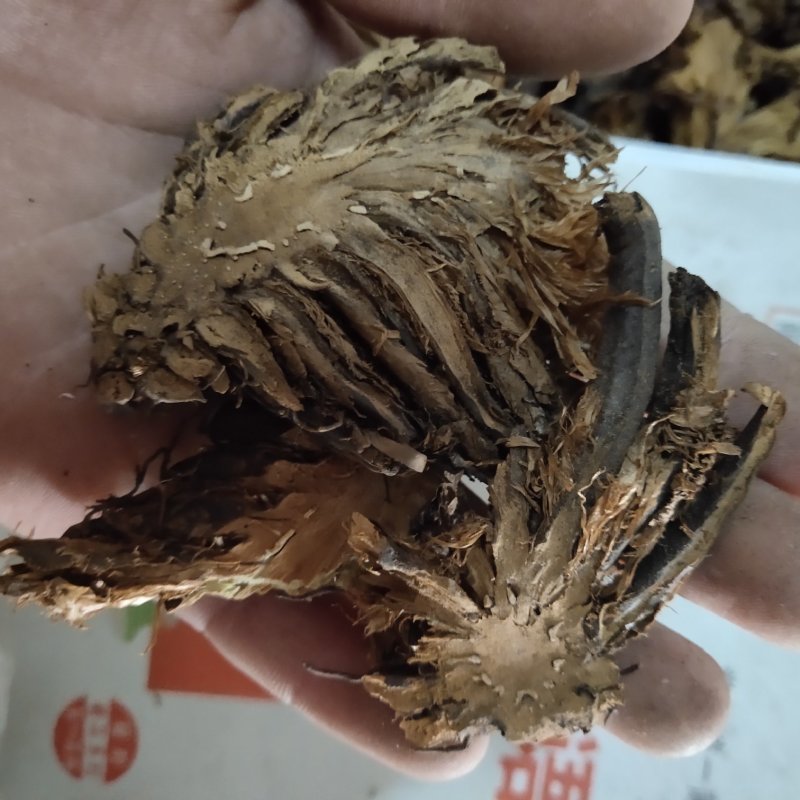 贯众选无硫过筛地道药材关书药业