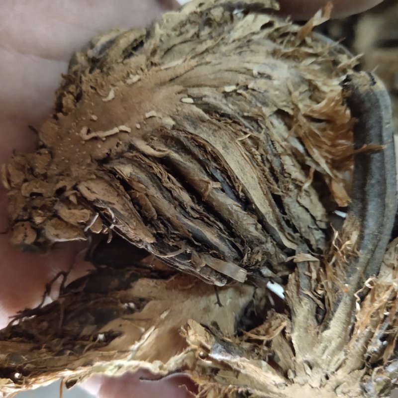 贯众选无硫过筛地道药材关书药业