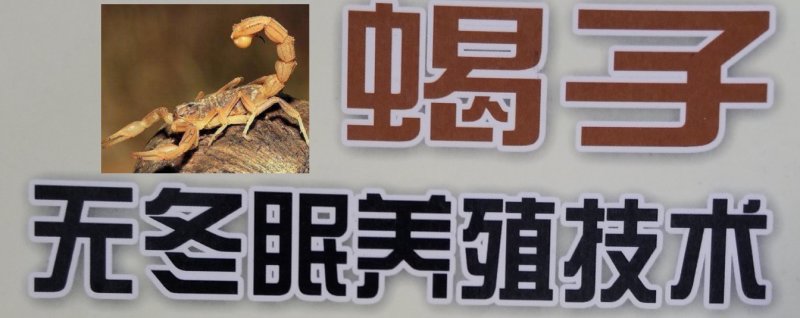 无冬眠养蝎实用技术