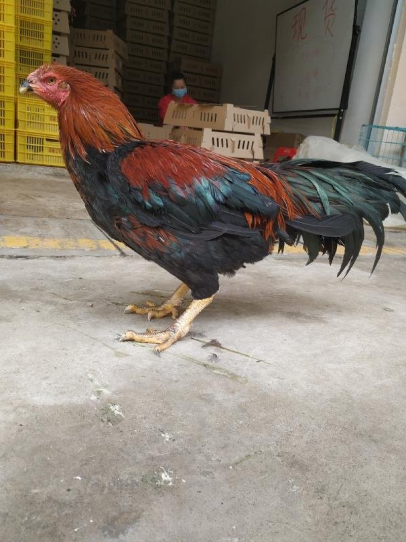 特种杂交斗鸡苗