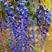 紫藤进口多花新品种紫藤五个颜色可选其它颜色都类似