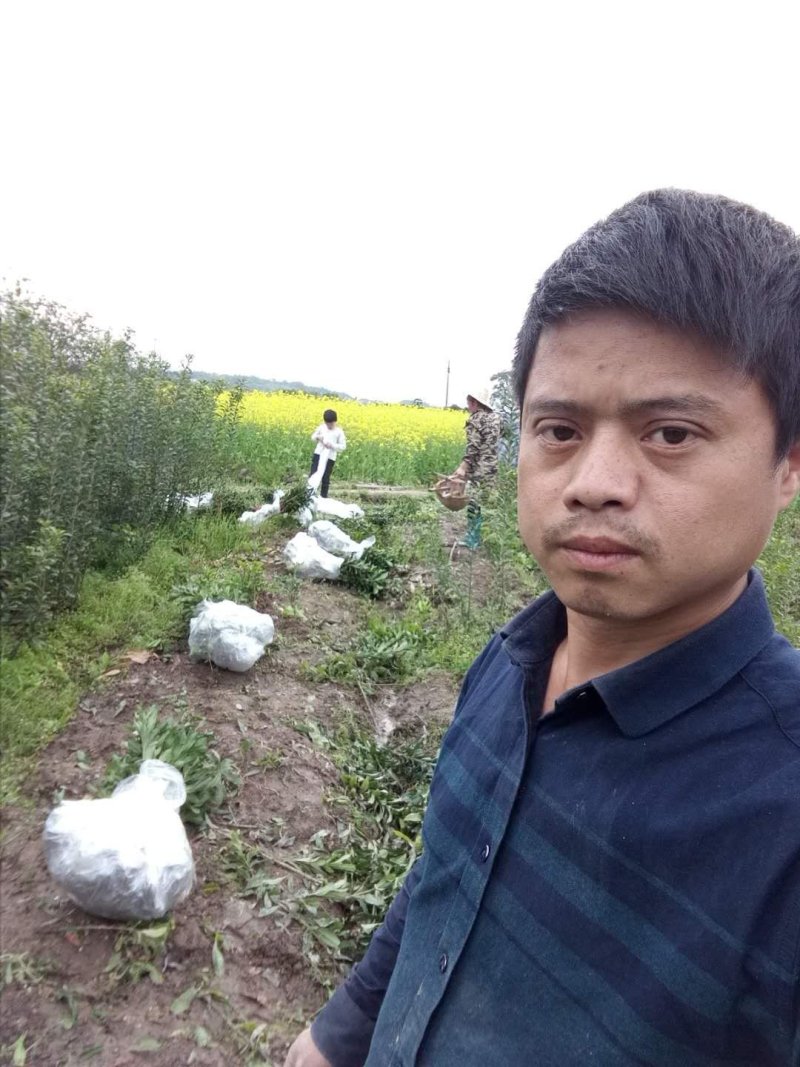 黑炭杨梅苗嫁接杨梅一年苗荸荠种