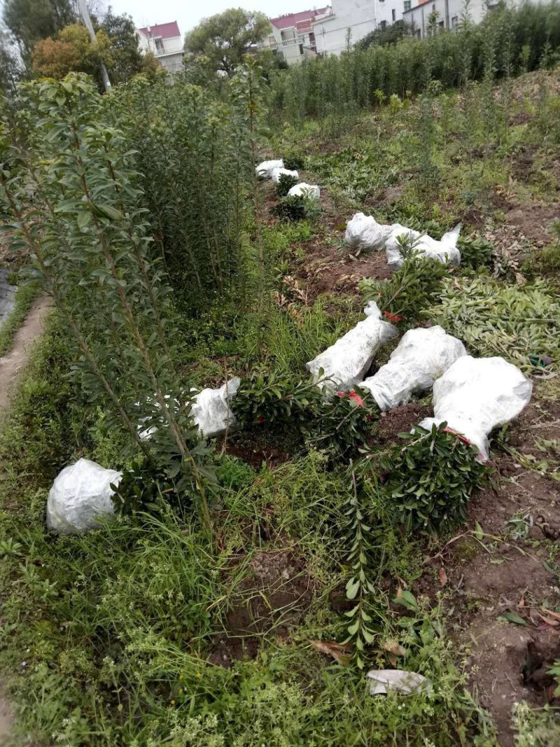 黑炭杨梅苗嫁接杨梅一年苗荸荠种