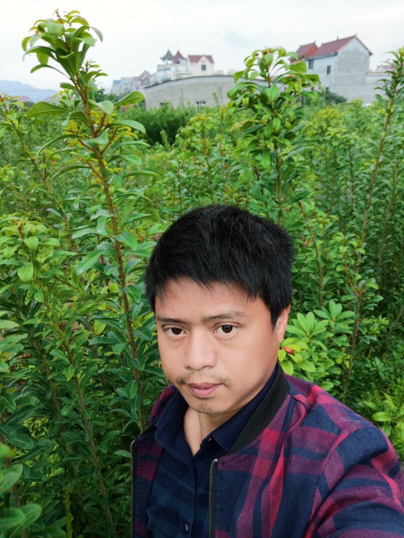 黑炭杨梅苗嫁接杨梅一年苗荸荠种