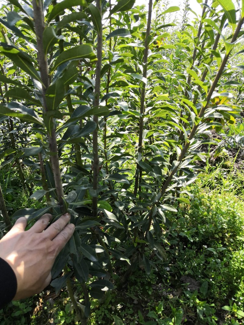 黑炭杨梅苗嫁接杨梅一年苗荸荠种