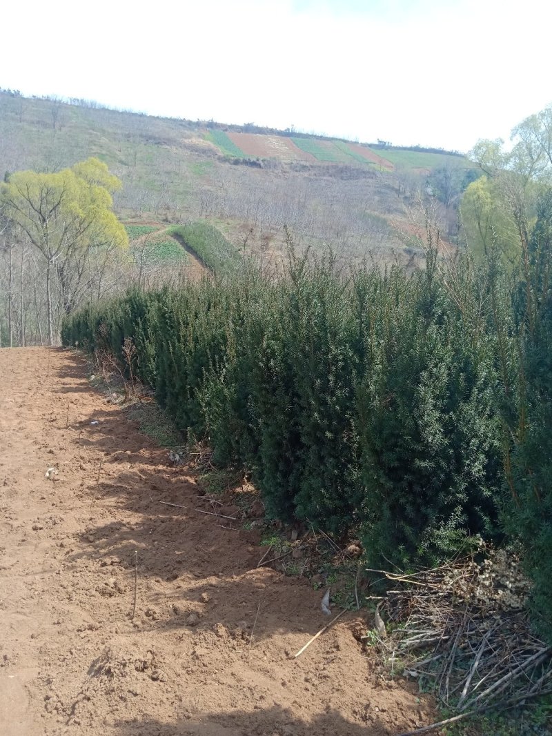 红豆杉基地供应大田苗