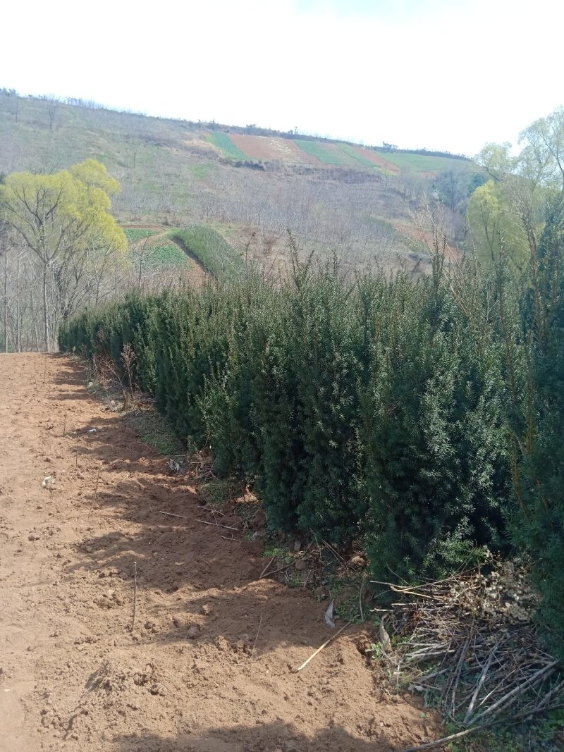 红豆杉基地供应大田苗