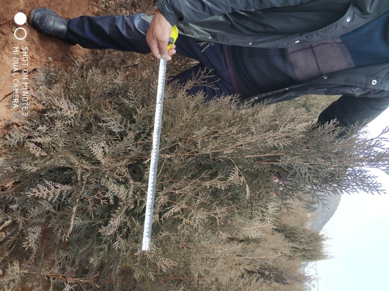 大田定植侧柏，有需要的联系