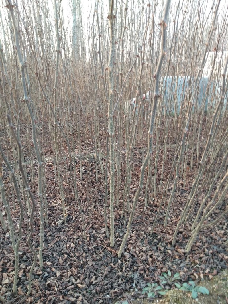 花椒苗大红袍花椒苗规格0.4/0.5/公分，用于围墙