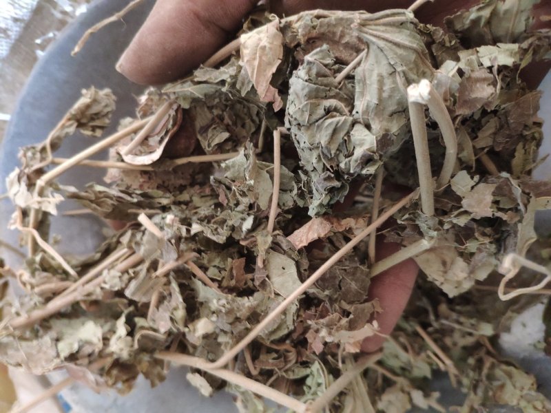 芙蓉叶木芙蓉货好量大要多了有优惠冷背药材