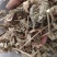 芙蓉叶木芙蓉货好量大要多了有优惠冷背药材