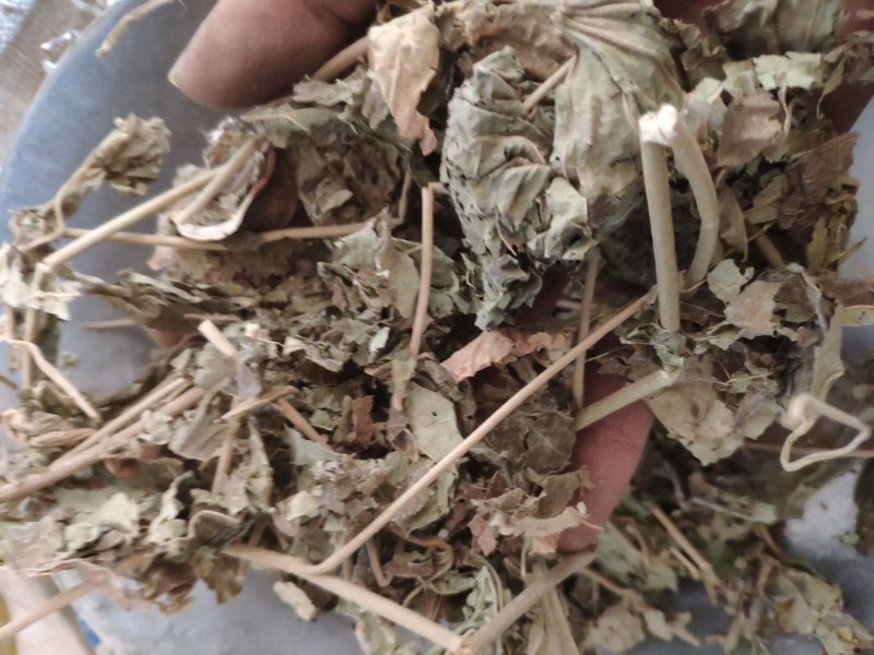 芙蓉叶木芙蓉货好量大要多了有优惠冷背药材