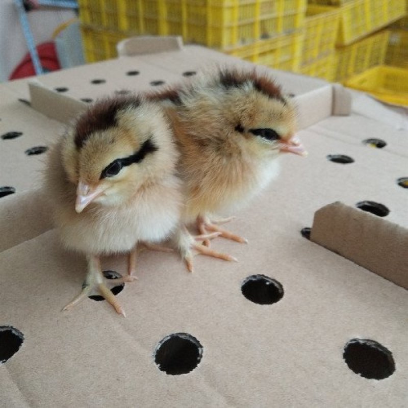 黑瑶鸡苗.红瑶鸡苗～土鸡