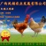 黑瑶鸡苗.红瑶鸡苗～土鸡