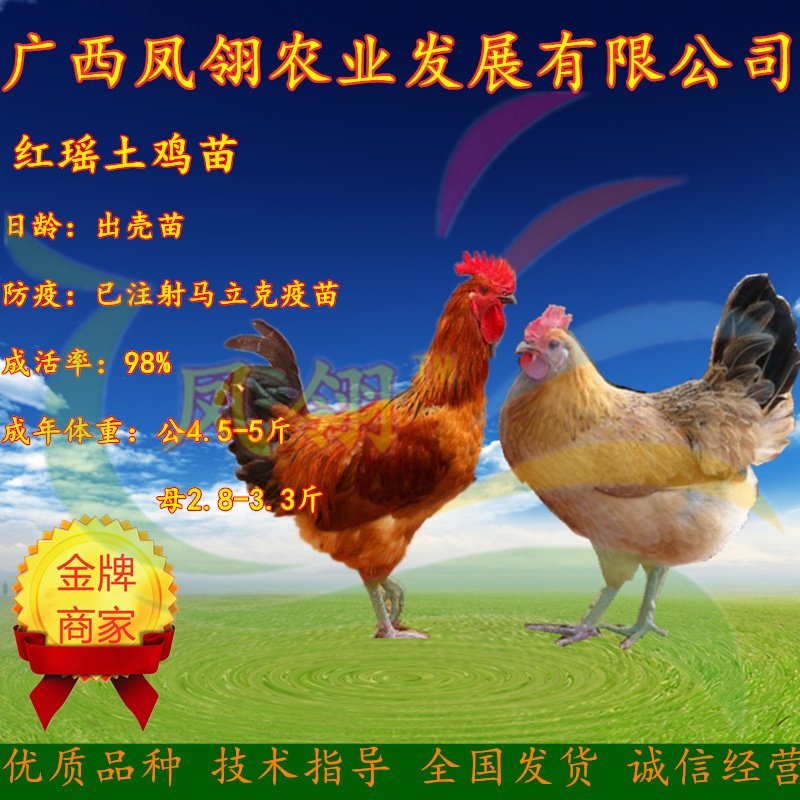 黑瑶鸡苗.红瑶鸡苗～土鸡