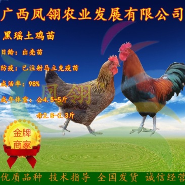 黑瑶鸡苗.红瑶鸡苗～土鸡