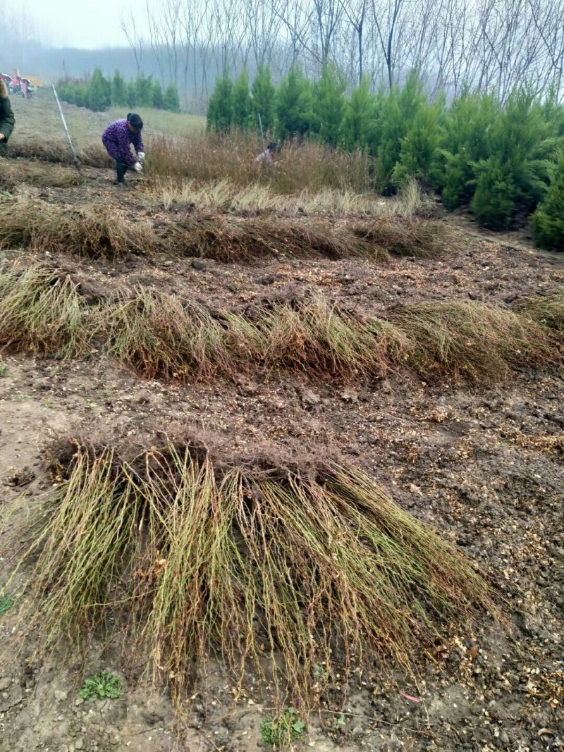 基地批发：黄刺玫.黄刺玫苗.黄刺玫球