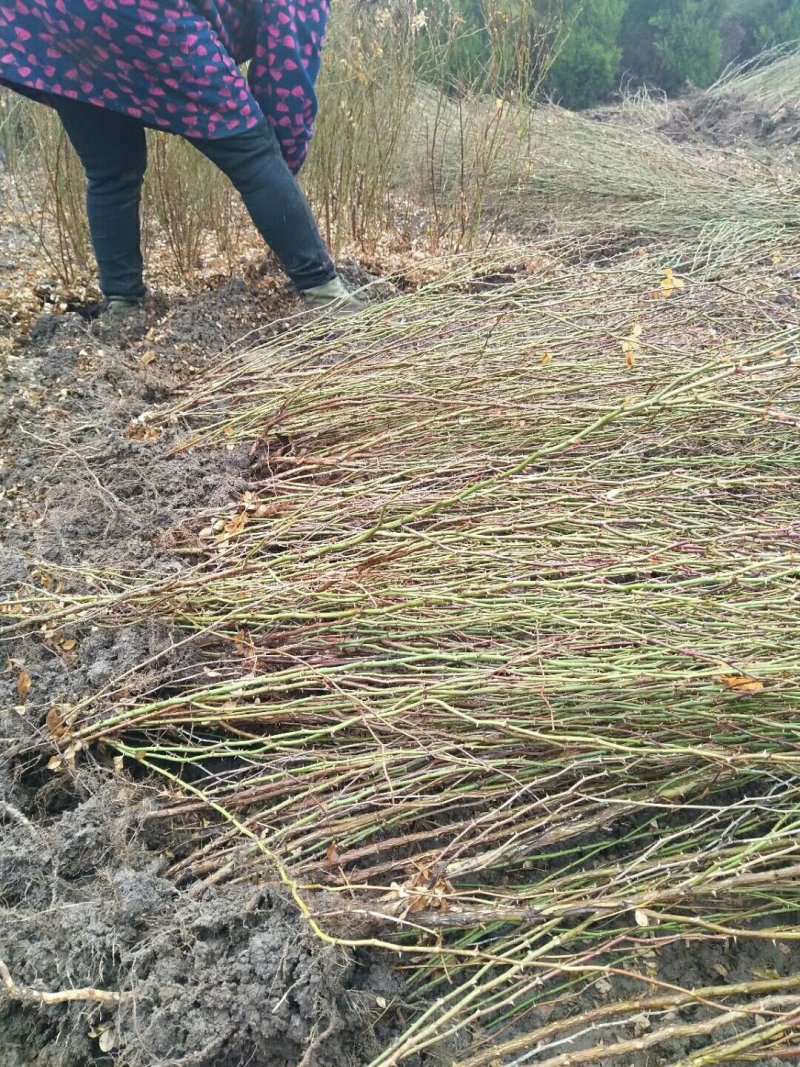 基地批发：黄刺玫.黄刺玫苗.黄刺玫球