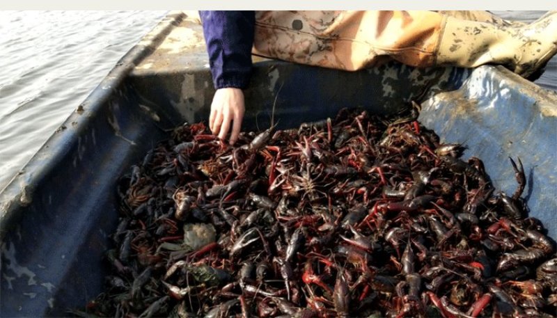 湖北汈汊湖清水小龙虾4一6钱，需求长年要虾的客户合作