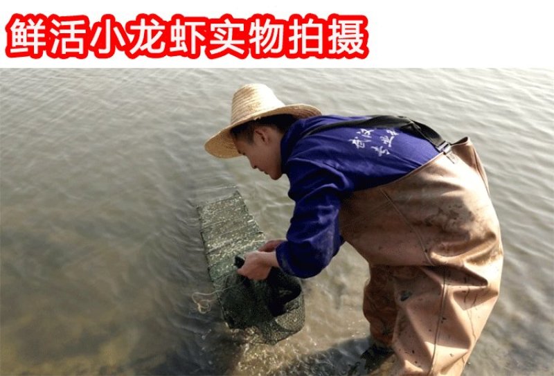 湖北汈汊湖清水小龙虾4一6钱，需求长年要虾的客户合作
