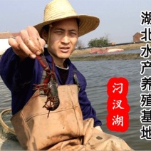 湖北汈汊湖小龙虾10钱以上大炮头，需求长年要虾的客户合作