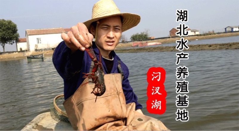 湖北汈汊湖小龙虾10钱以上大炮头，需求长年要虾的客户合作