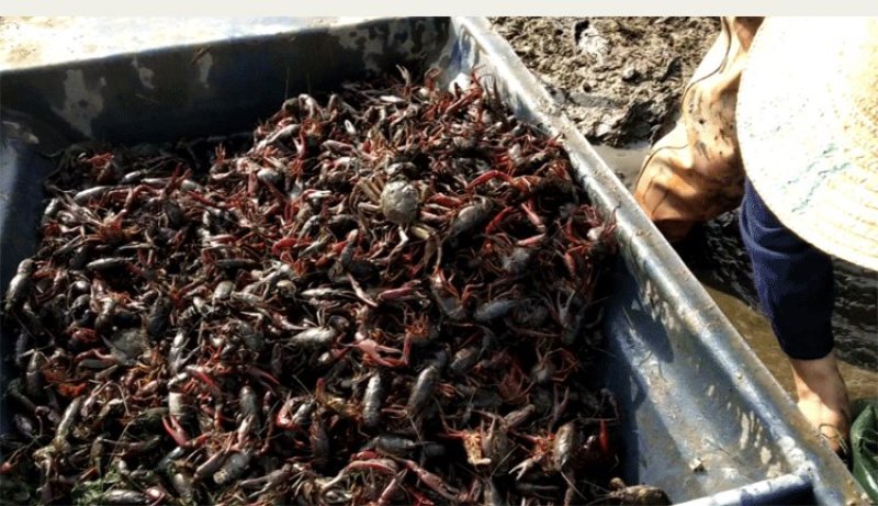 湖北汈汊湖小龙虾10钱以上大炮头，需求长年要虾的客户合作